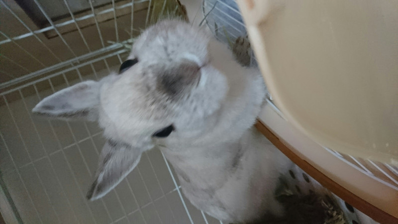 ウサギのパールちゃん お泊まりの様子