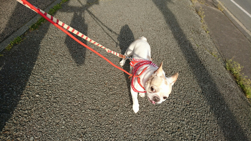 フレブルのモモちゃん お泊まりの様子