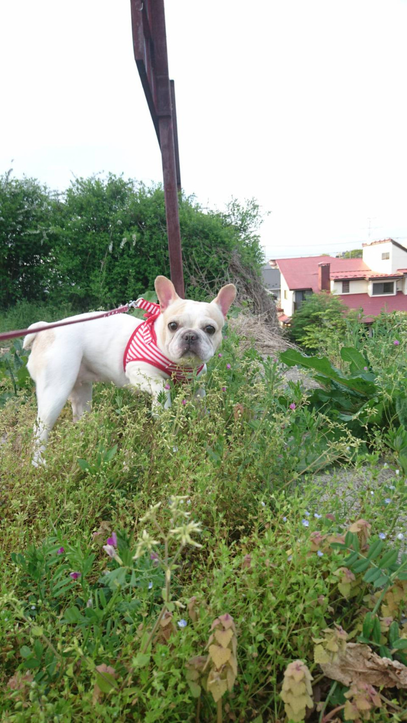 フレブルのモモちゃん お泊まりの様子