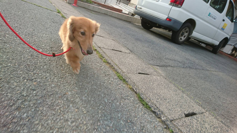 ダックスのレオちゃん＆ラクちゃん お泊まりの様子