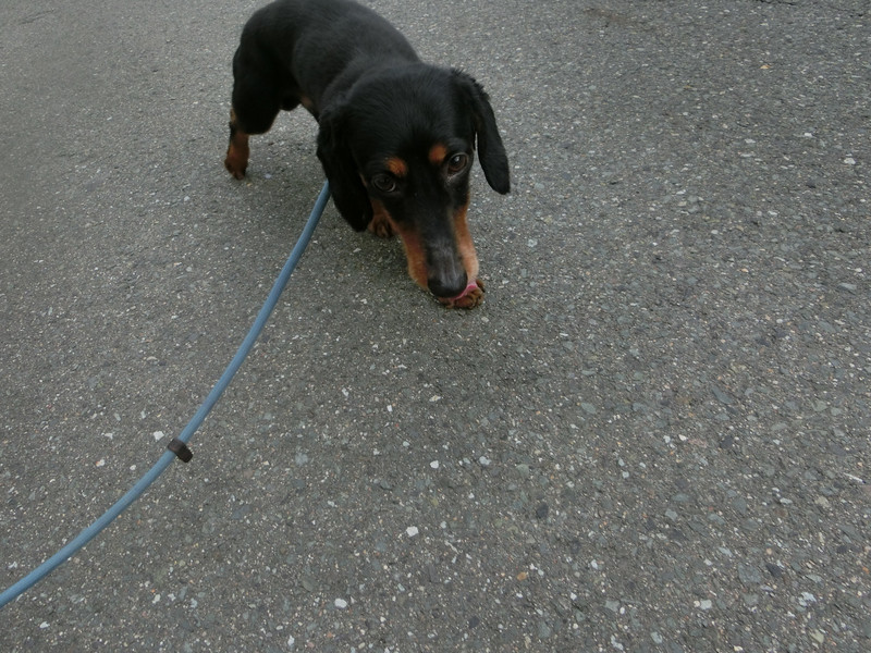 ダックスのレオちゃん＆ラクちゃん お泊まりの様子