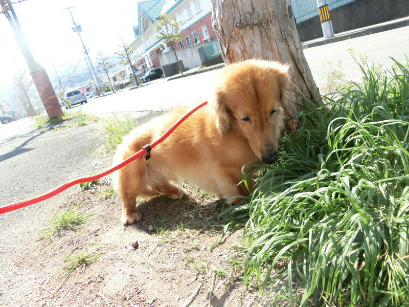 ダックスのレオちゃん＆ラクちゃん お泊まりの様子
