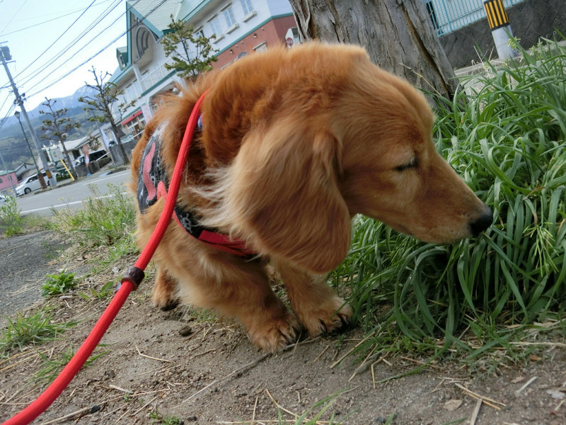 ダックスのロンちゃん&トラちゃん お泊まりの様子