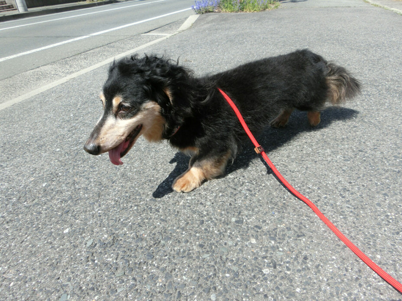 ダックスのロンちゃん&トラちゃん お泊まりの様子