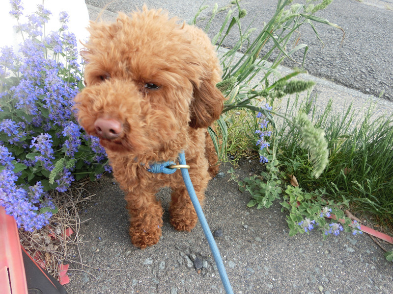 プードルのチョコちゃん お泊まりの様子
