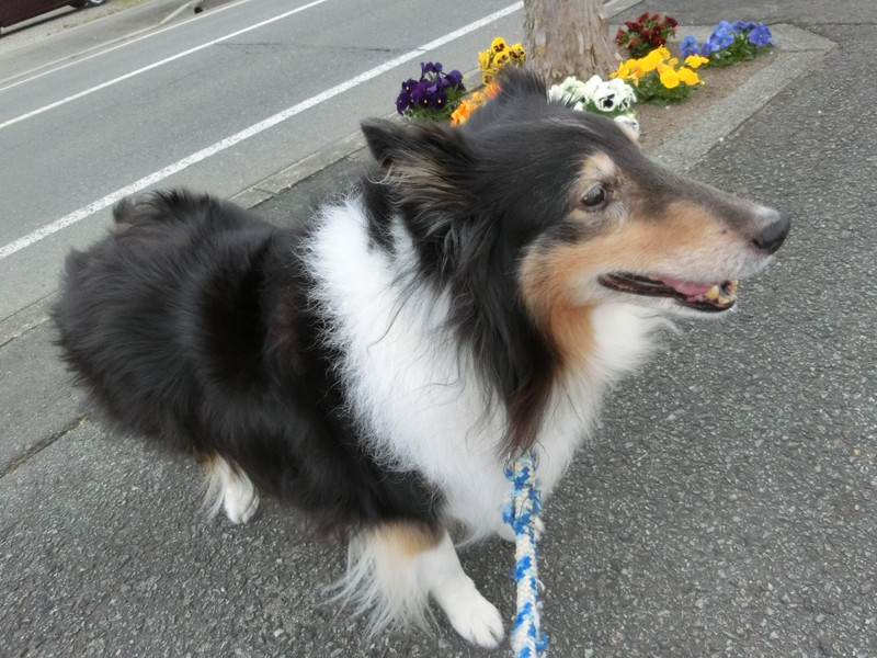 シェルティのシフォンちゃん お泊まりの様子