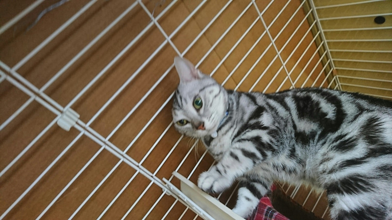 猫のシーサーちゃん お泊まりの様子