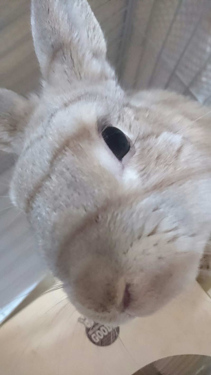 うさぎの晴ちゃん お泊まりの様子