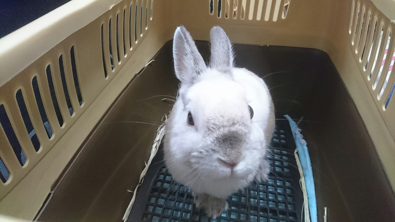 うさぎのパールちゃん お爪切り