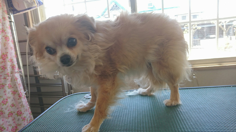 チワワのルイちゃん トリミングコース