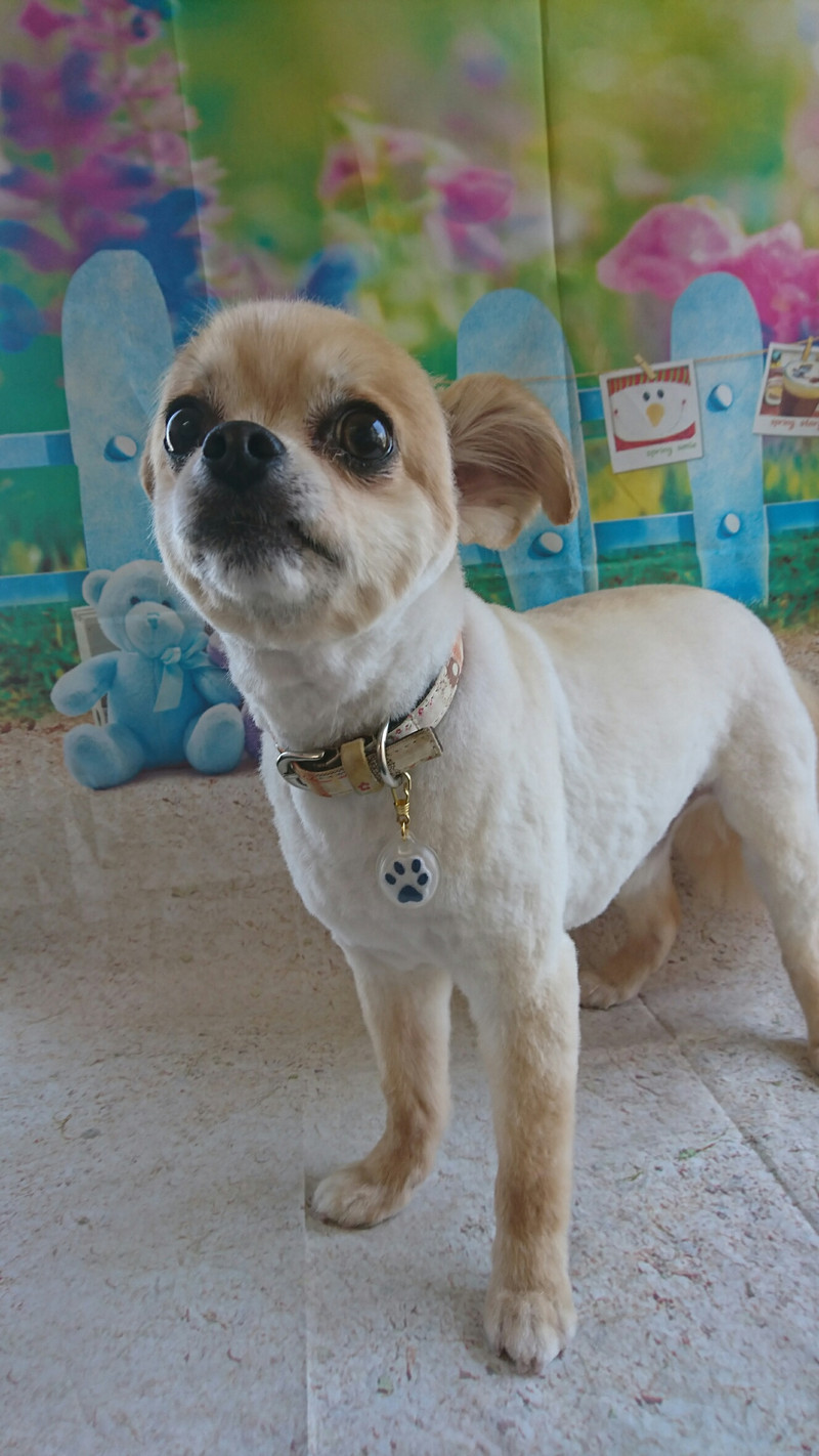 チワワのルイちゃん トリミングコース