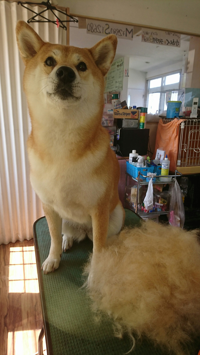 柴のモモちゃん グルーミングコース