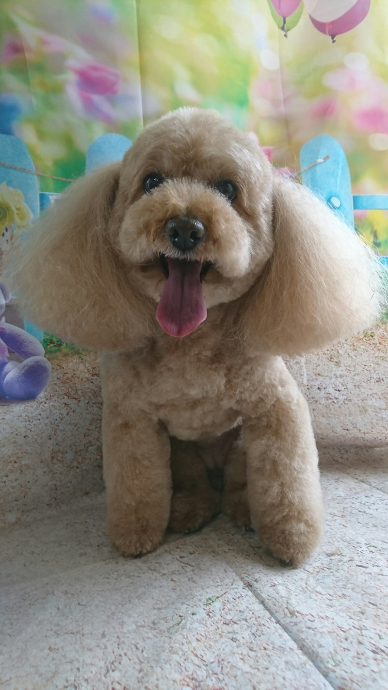 プードルのフランちゃん トリミングコース