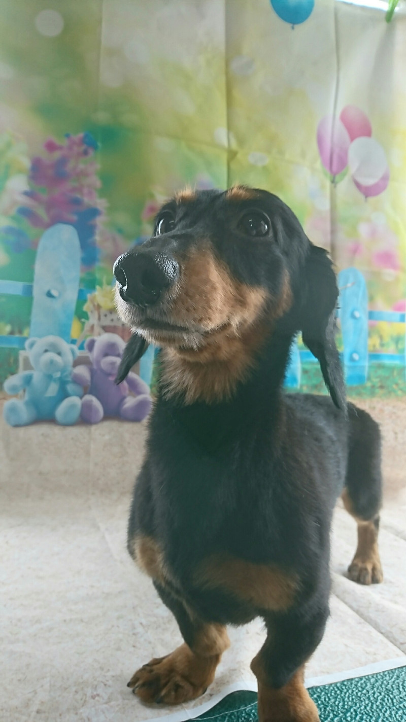 ダックスのレオちゃん&ラクちゃん グルーミングコース