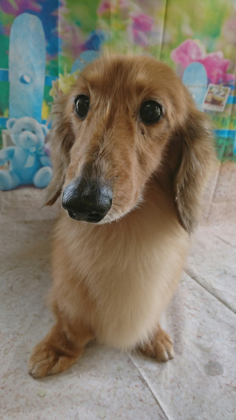 ダックスのレオちゃん&ラクちゃん グルーミングコース