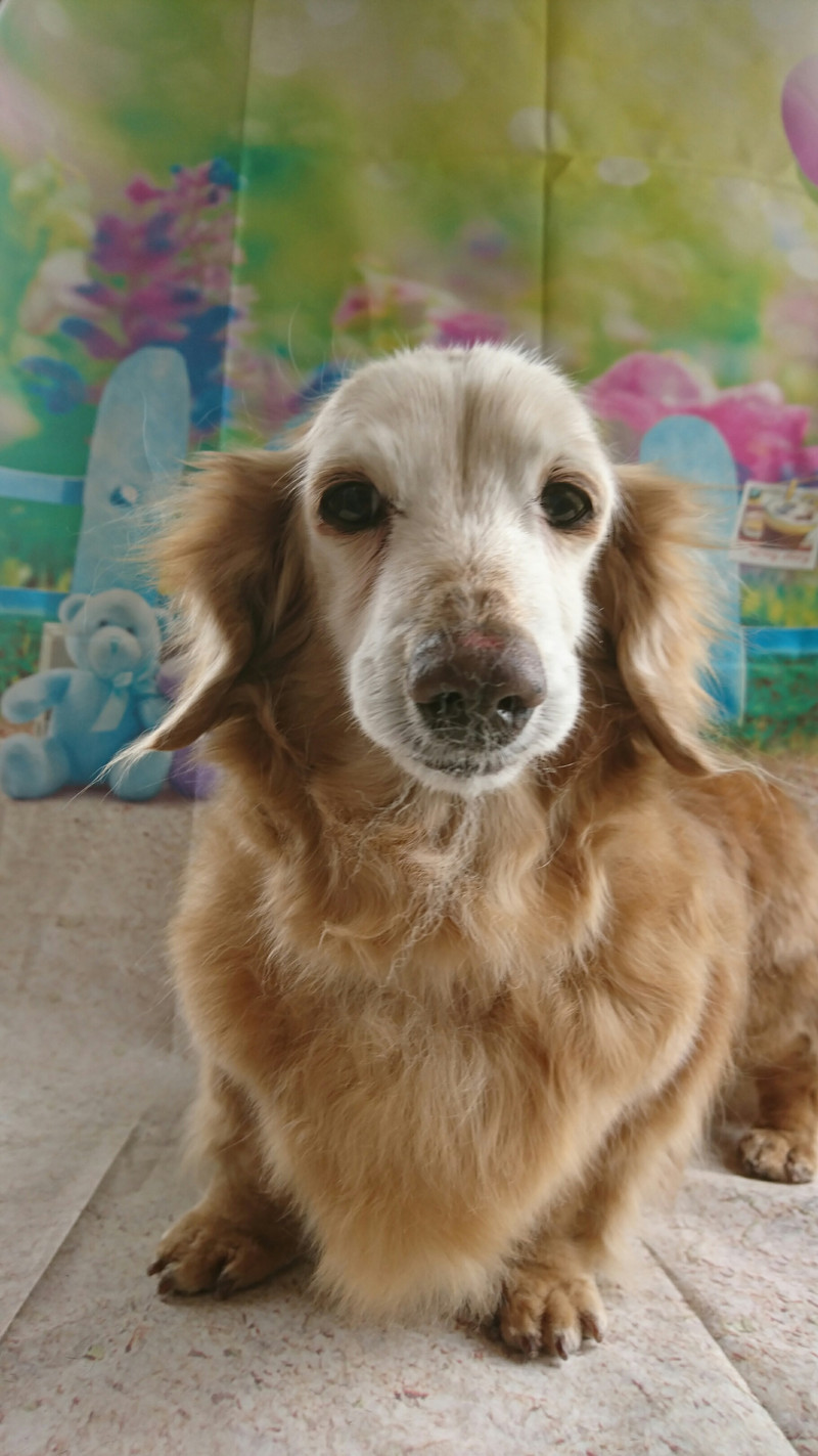 ダックスのナナちゃん グルーミングコース