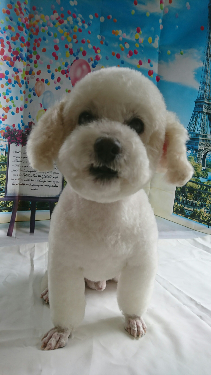 プードルのモモタロウちゃん トリミングコース