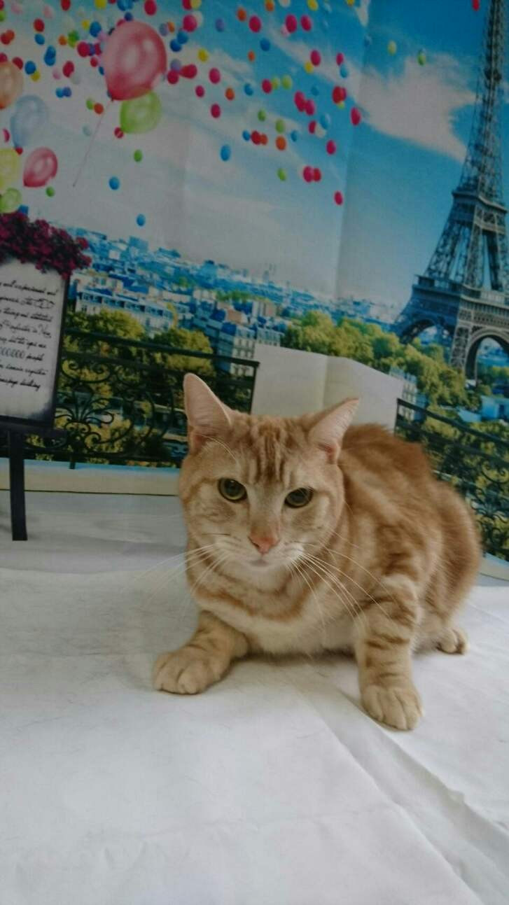 猫のレオンちゃん&ジジちゃん&ムサシちゃん お爪切り