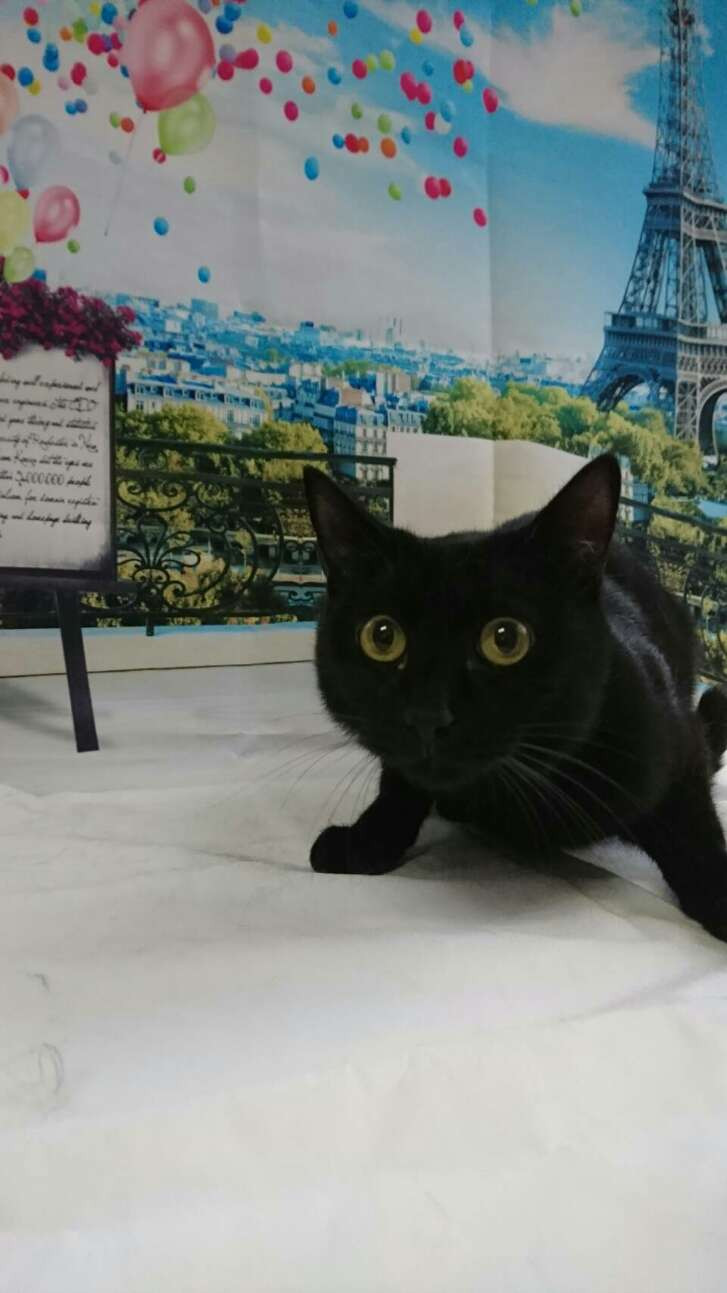 猫のレオンちゃん&ジジちゃん&ムサシちゃん お爪切り