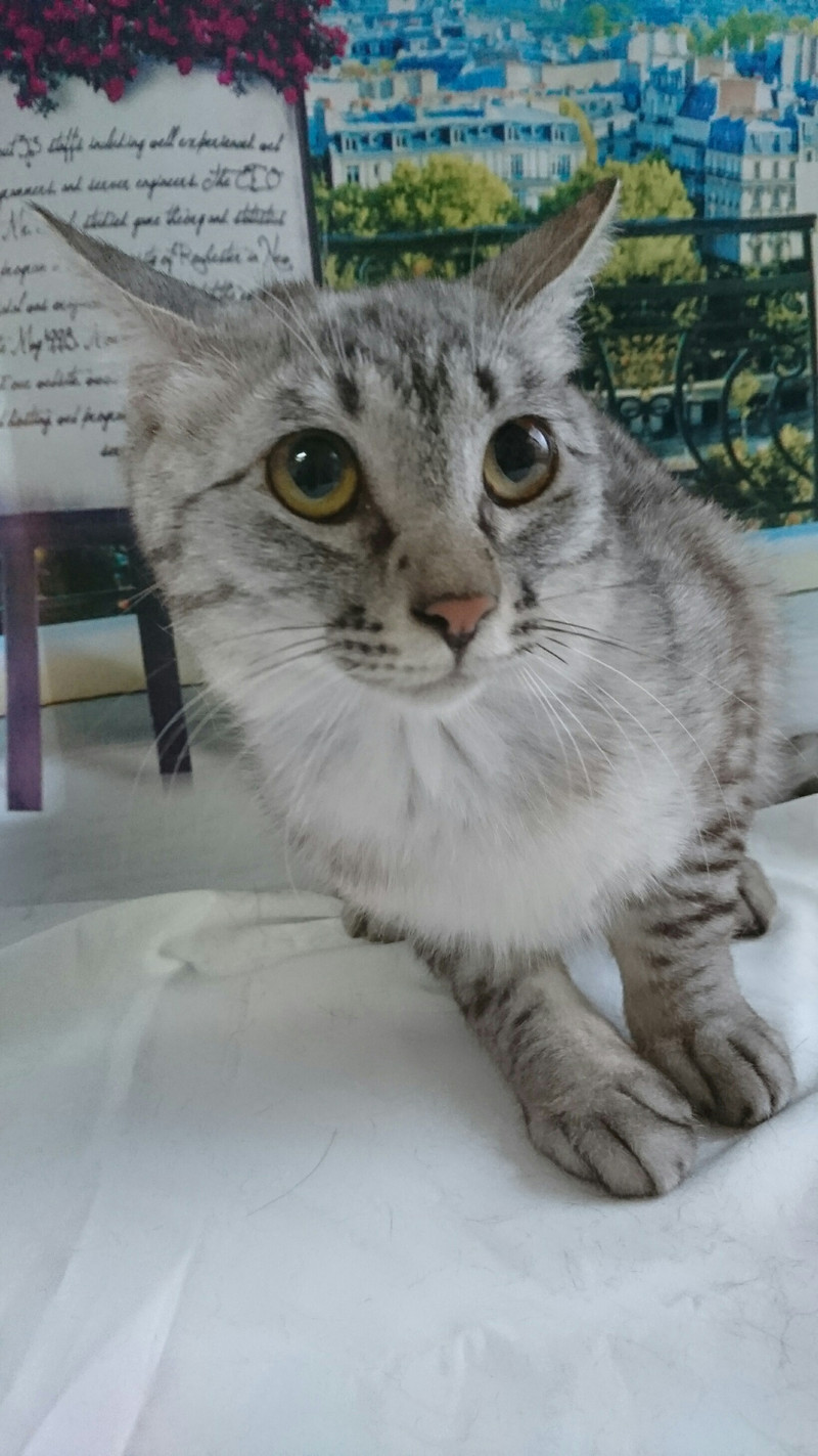 猫のレオンちゃん&ジジちゃん&ムサシちゃん お爪切り