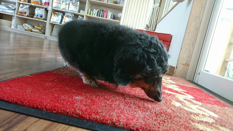 ダックスのラルちゃん 一時お預かり