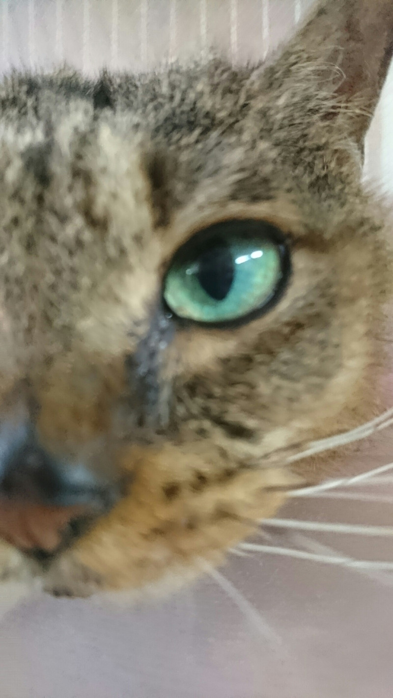 猫のヴィヴィアンちゃん お泊まりの様子