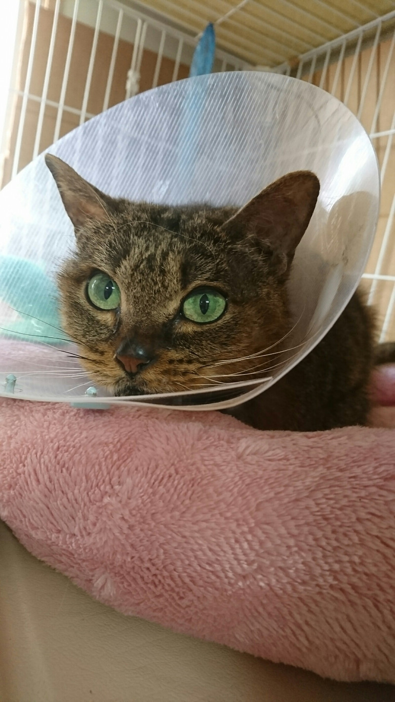 猫のヴィヴィアンちゃん お泊まりの様子