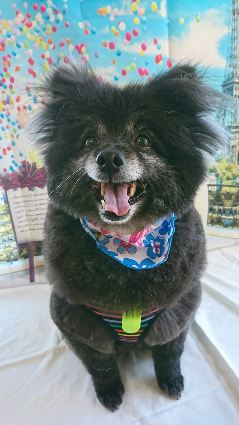 ポメラニアンの黒まめちゃん グルーミングコース 下周りカット