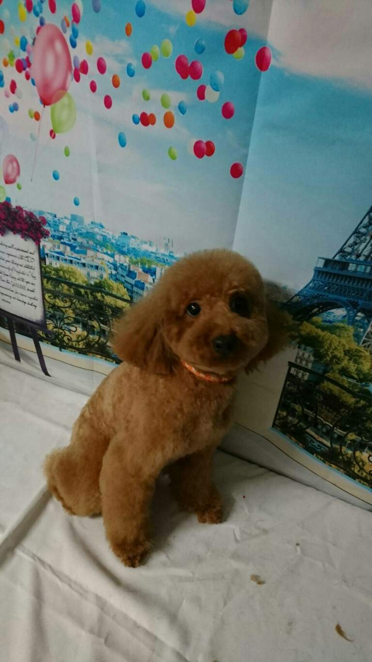 プードルの花ちゃん&空ちゃん&ももちゃん&みかんちゃん お泊まりの様子 トリミングコース