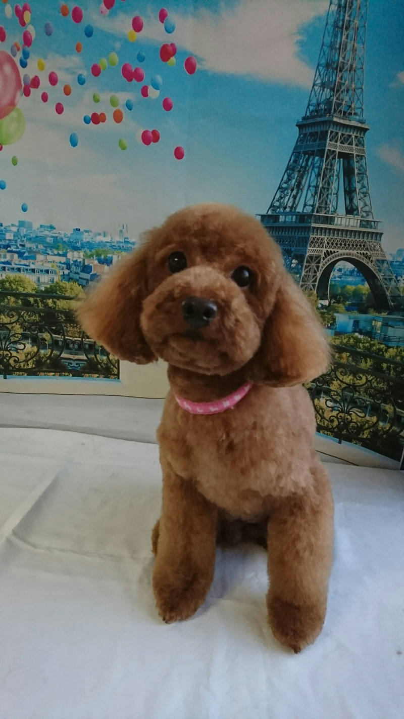 プードルの花ちゃん&空ちゃん&ももちゃん&みかんちゃん お泊まりの様子 トリミングコース