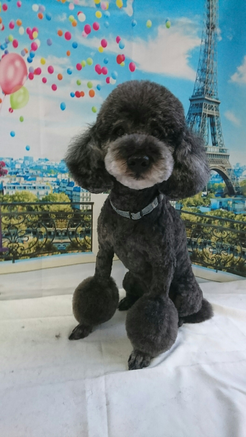 プードルのルークちゃん&マークちゃん&クーちゃん トリミングコース