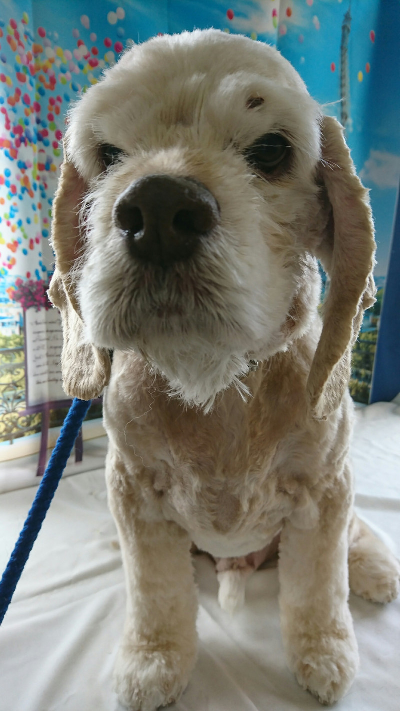 コッカーのツトムちゃん トリミングコース