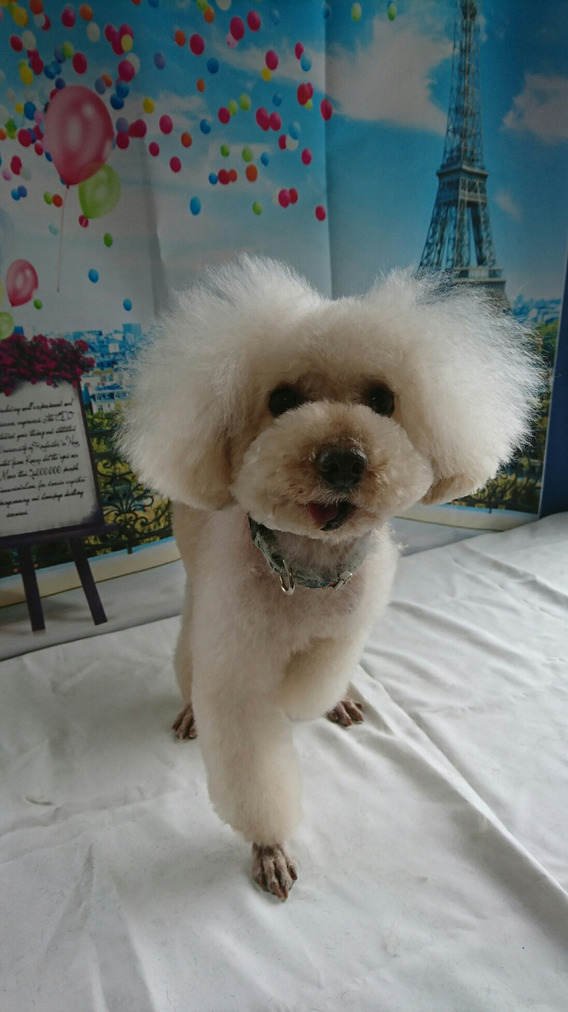 プードルのルークちゃん&マークちゃん&クーちゃん トリミングコース