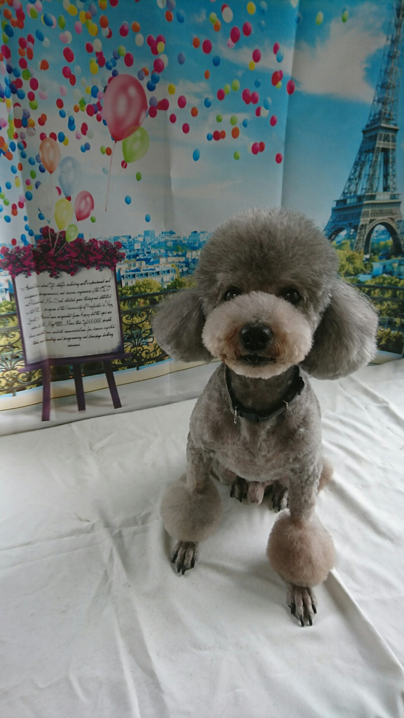 プードルのルークちゃん&マークちゃん&クーちゃん トリミングコース