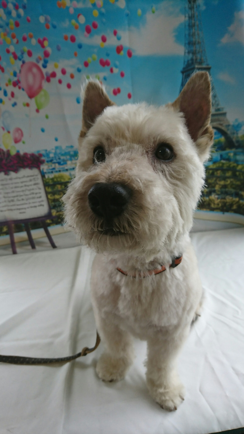 ウェスティのベー太郎ちゃん トリミングコース