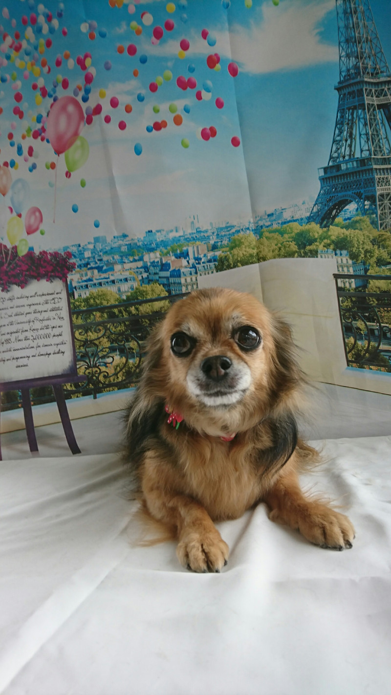 チワワのチョコちゃん グルーミングコース