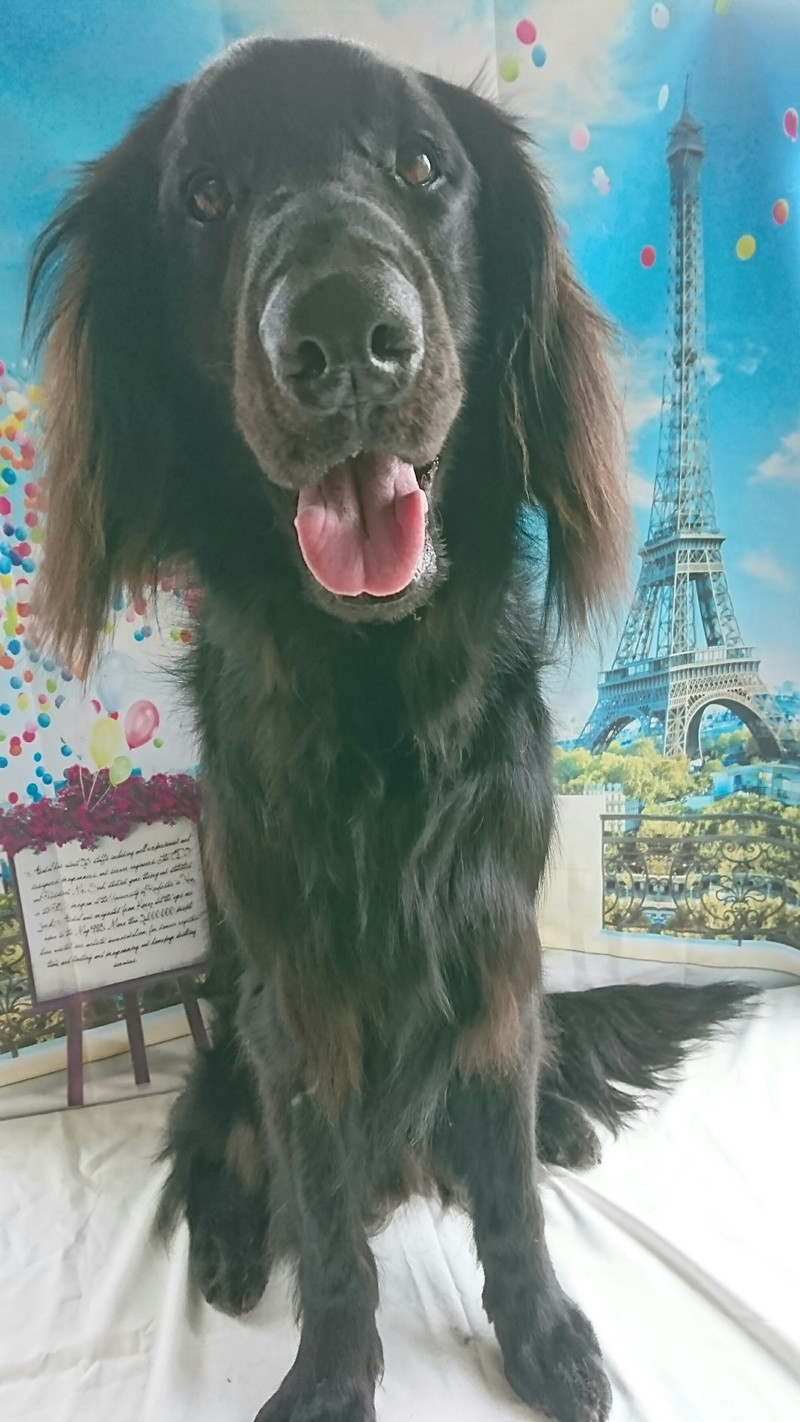 フラットのマックスちゃん グルーミングコース