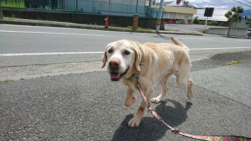 ラブラドール 迷い犬 保護