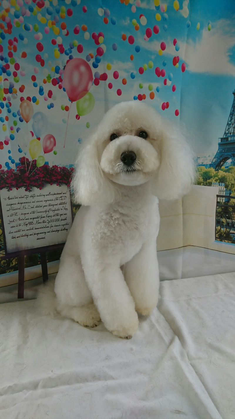 プードルの詩乃ちゃん トリミングコース