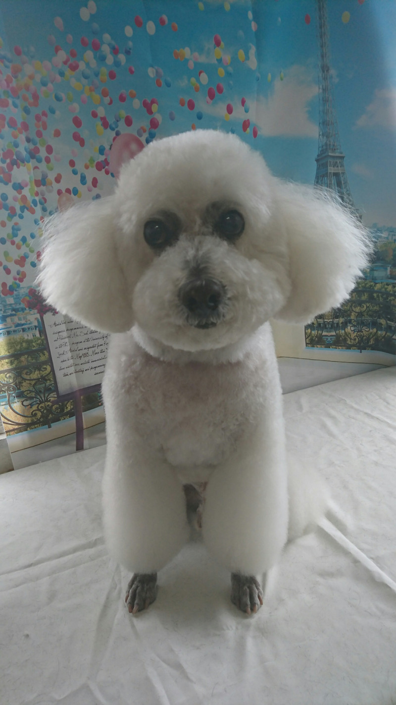 プードルのモコちゃん トリミングコース デンタル