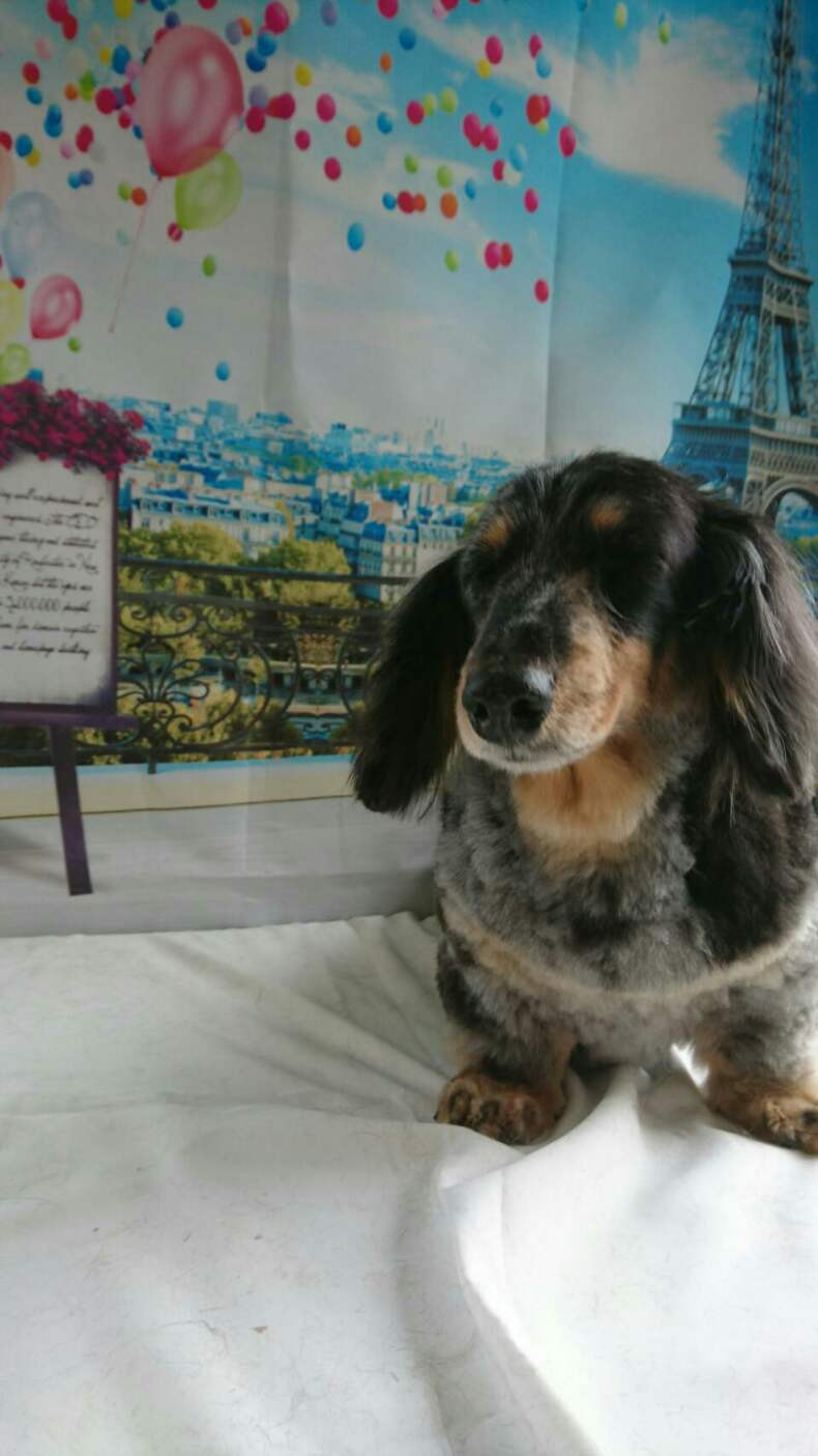 チャッコちゃん&ランちゃん トリミングコース