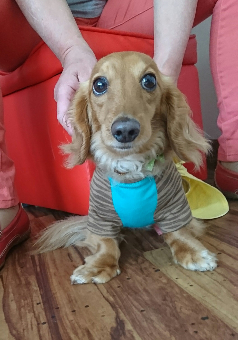 ダックスのケンちゃん 一時お預かり