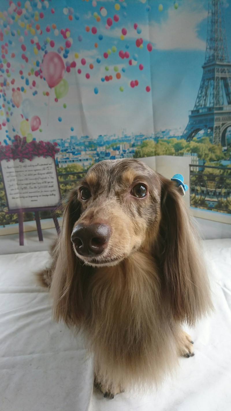 ダックスのシエルちゃん グルーミングコース