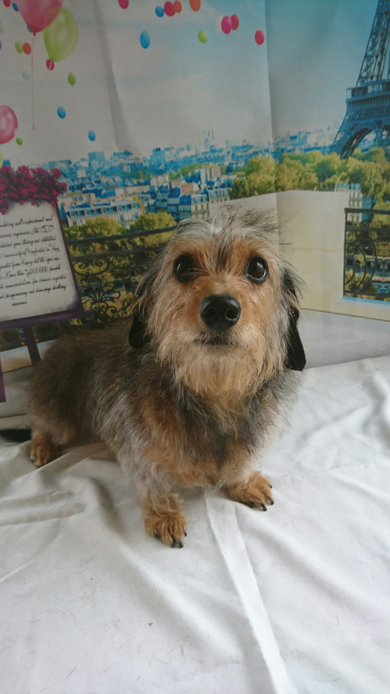 チャッコちゃん&ランちゃん トリミングコース