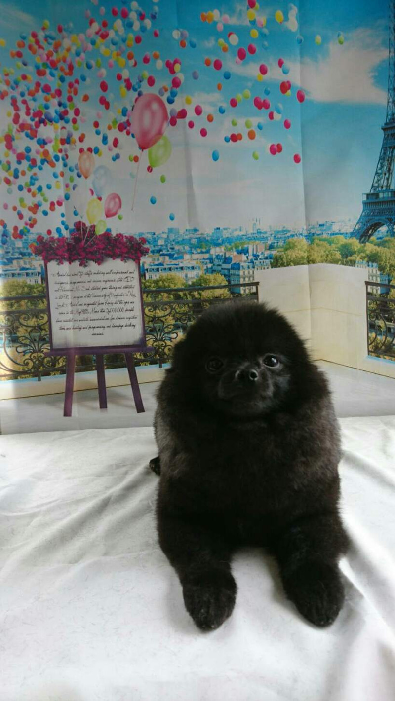 うさぎのうまるちゃん&ポメラニアンのアルちゃん お爪切り トリミングコース