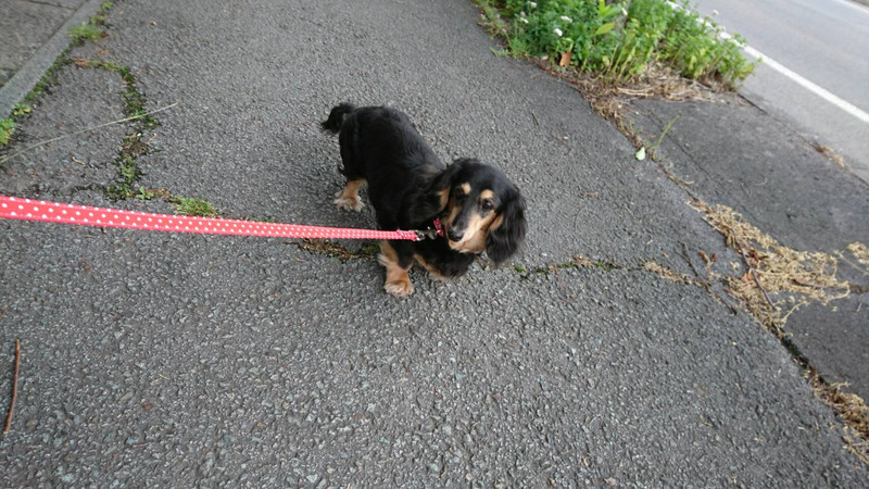 ダックスのちゃぺるちゃん&ボストンのチェリーちゃん&ジョナサンちゃん お泊まりの様子