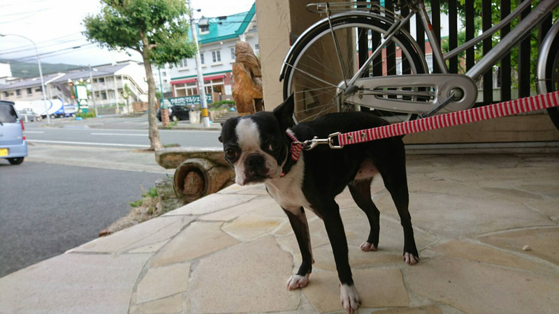 ダックスのちゃぺるちゃん&ボストンのチェリーちゃん&ジョナサンちゃん お泊まりの様子