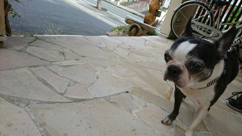 ダックスのちゃぺるちゃん&ボストンのチェリーちゃん&ジョナサンちゃん お泊まりの様子