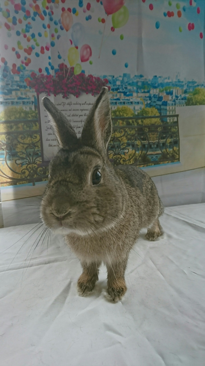 うさぎのうまるちゃん&ポメラニアンのアルちゃん お爪切り トリミングコース