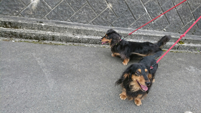 ダックスのヤマトちゃん&ケントちゃん お泊まりの様子